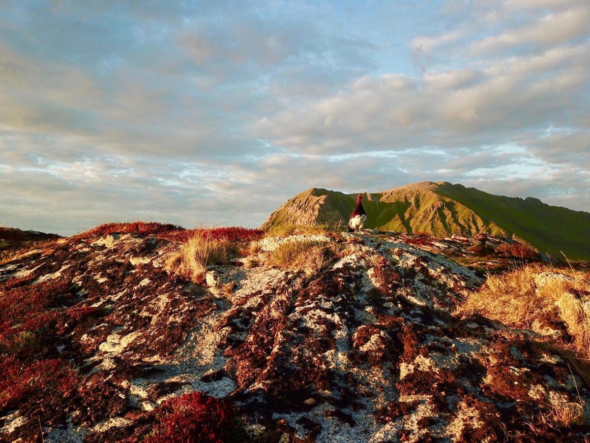 Bostad Lofoten Troll View מראה חיצוני תמונה